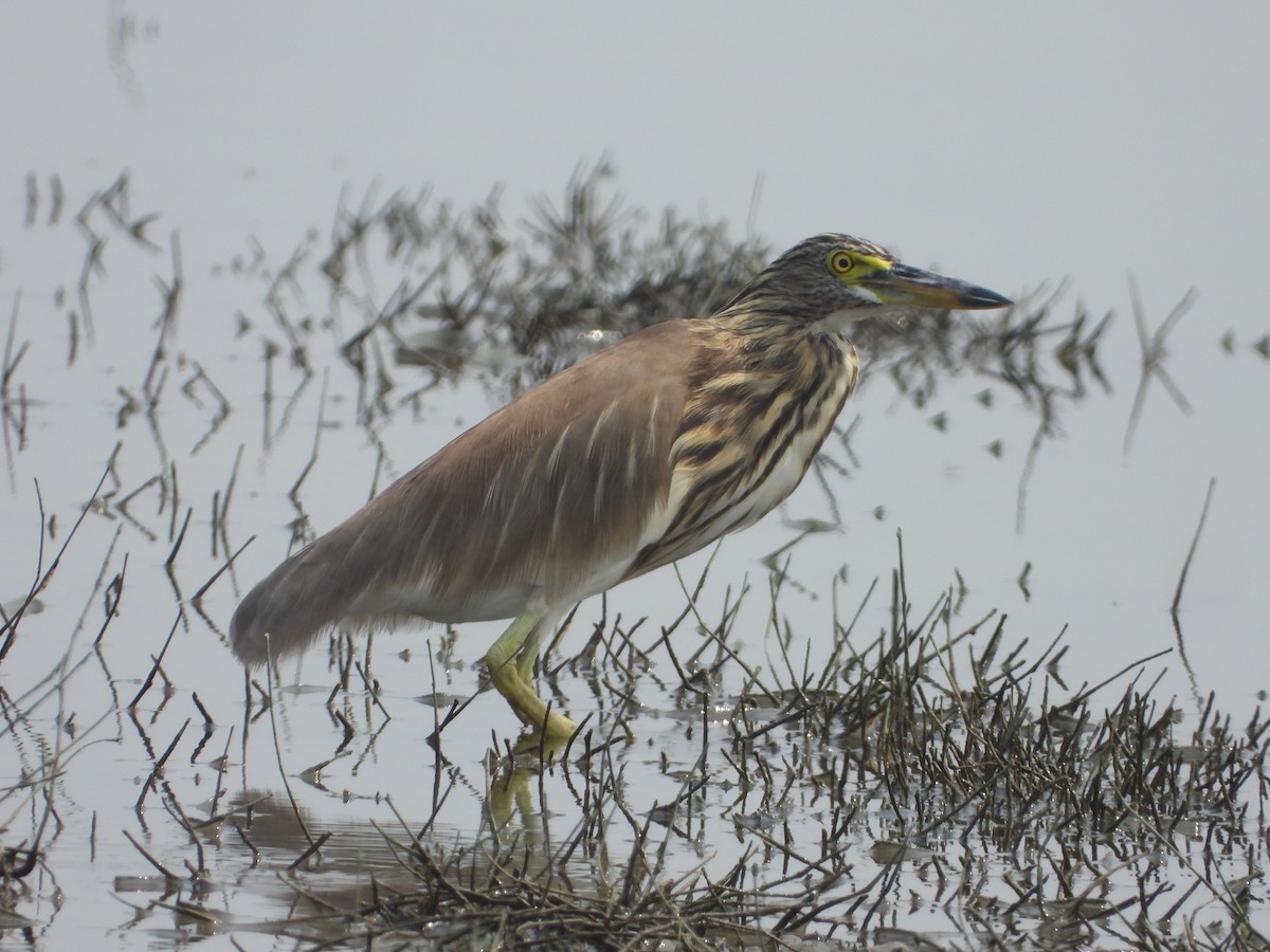 Indian Pond-Heron - ML647227678