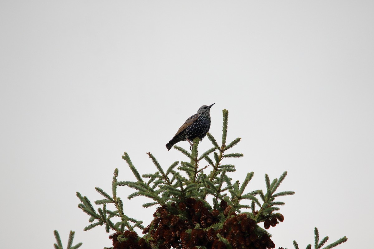 Storno - ML647227680