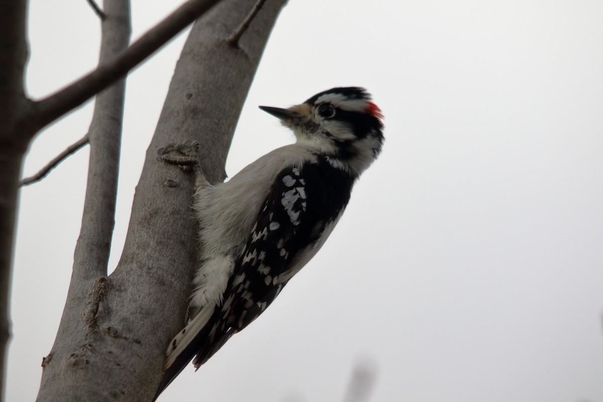 Downy Woodpecker - ML647227687