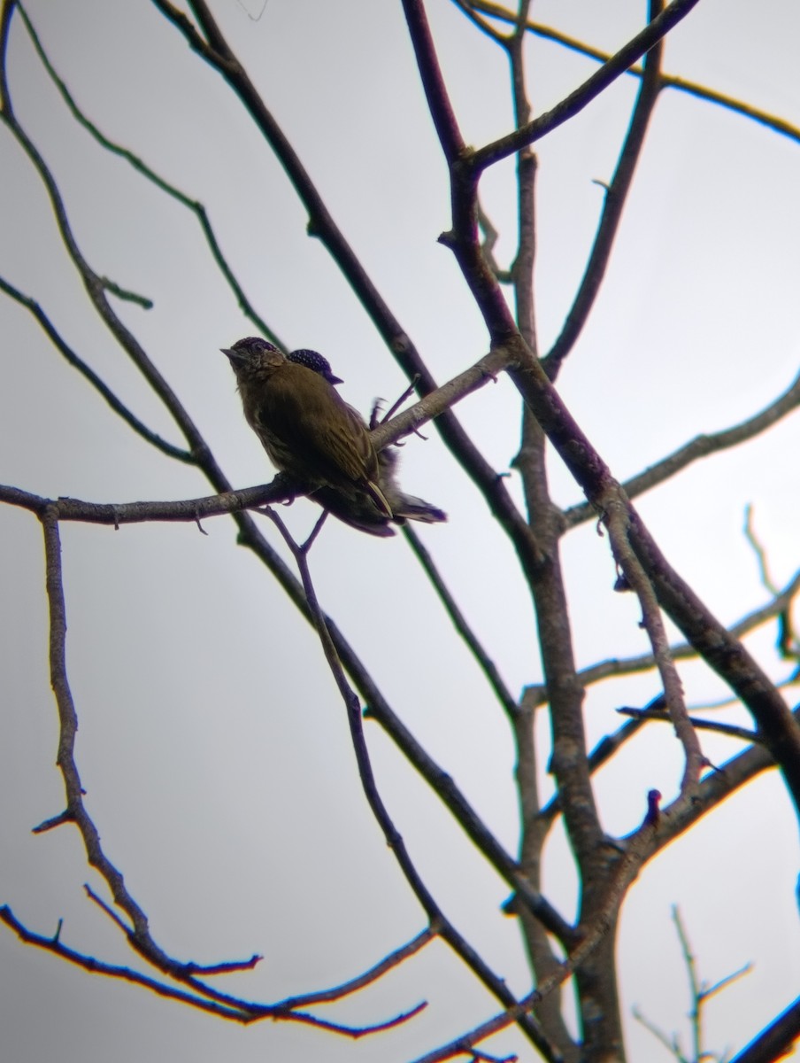 Olivaceous Piculet - ML647227690