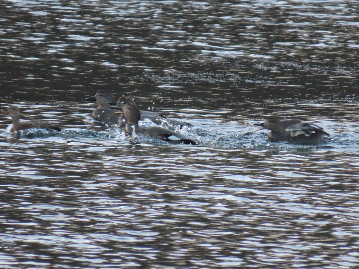 Gadwall - ML647227705