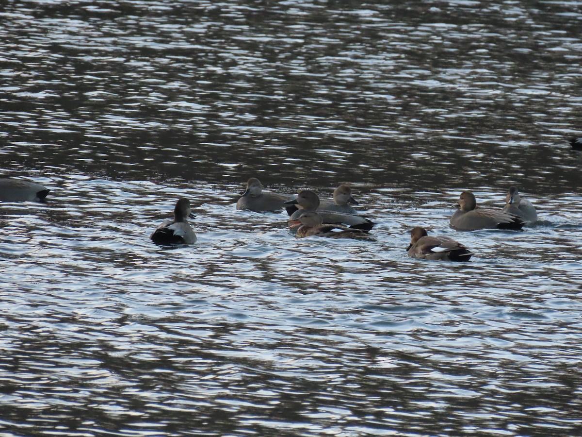 Gadwall - ML647227706