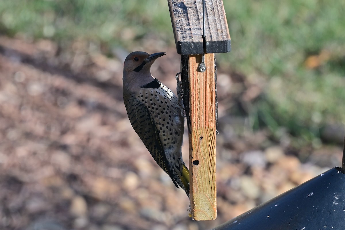 Northern Flicker (Yellow-shafted) - ML647227707
