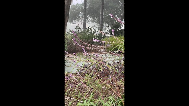 Allen's Hummingbird - ML647227708