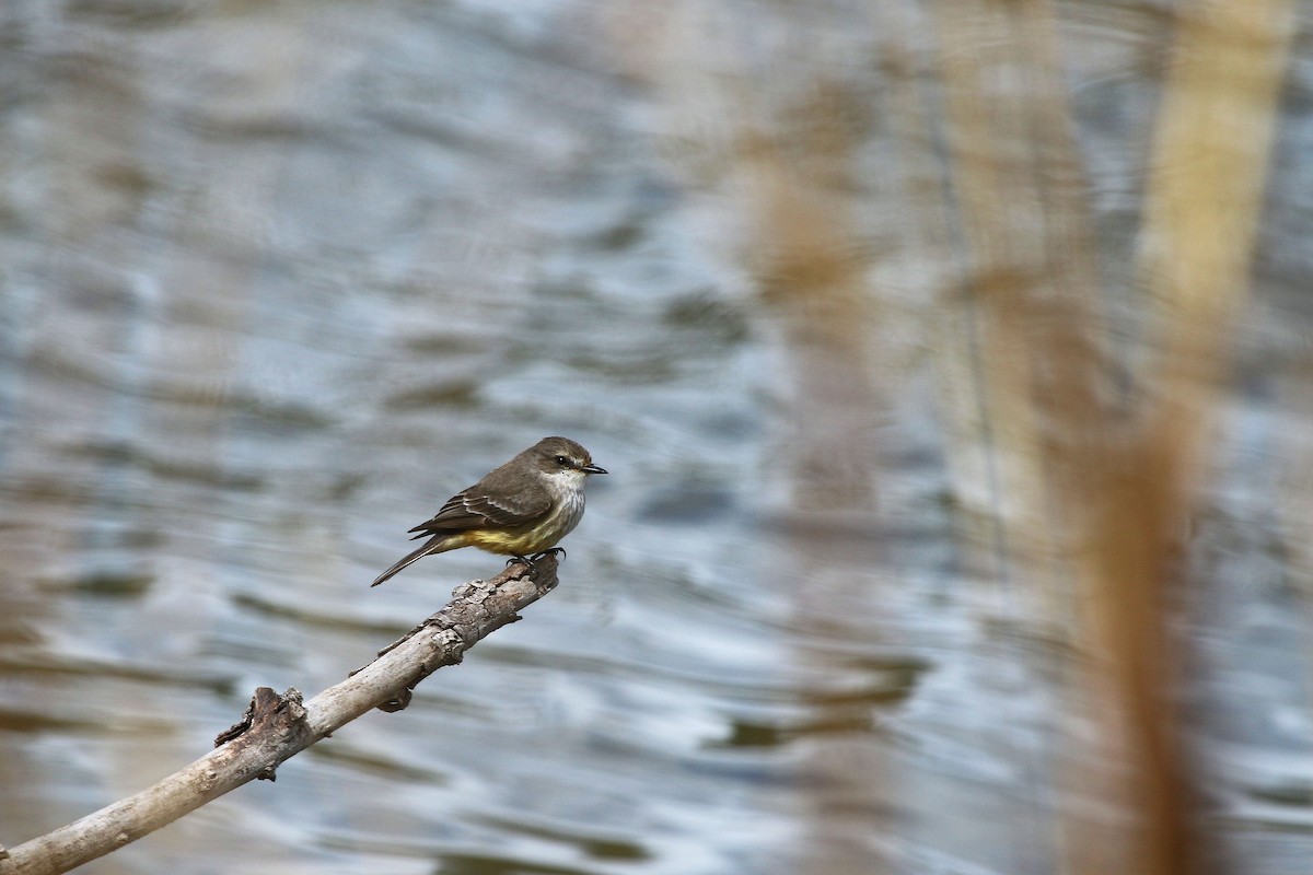 Vermilion Flycatcher - ML647227709