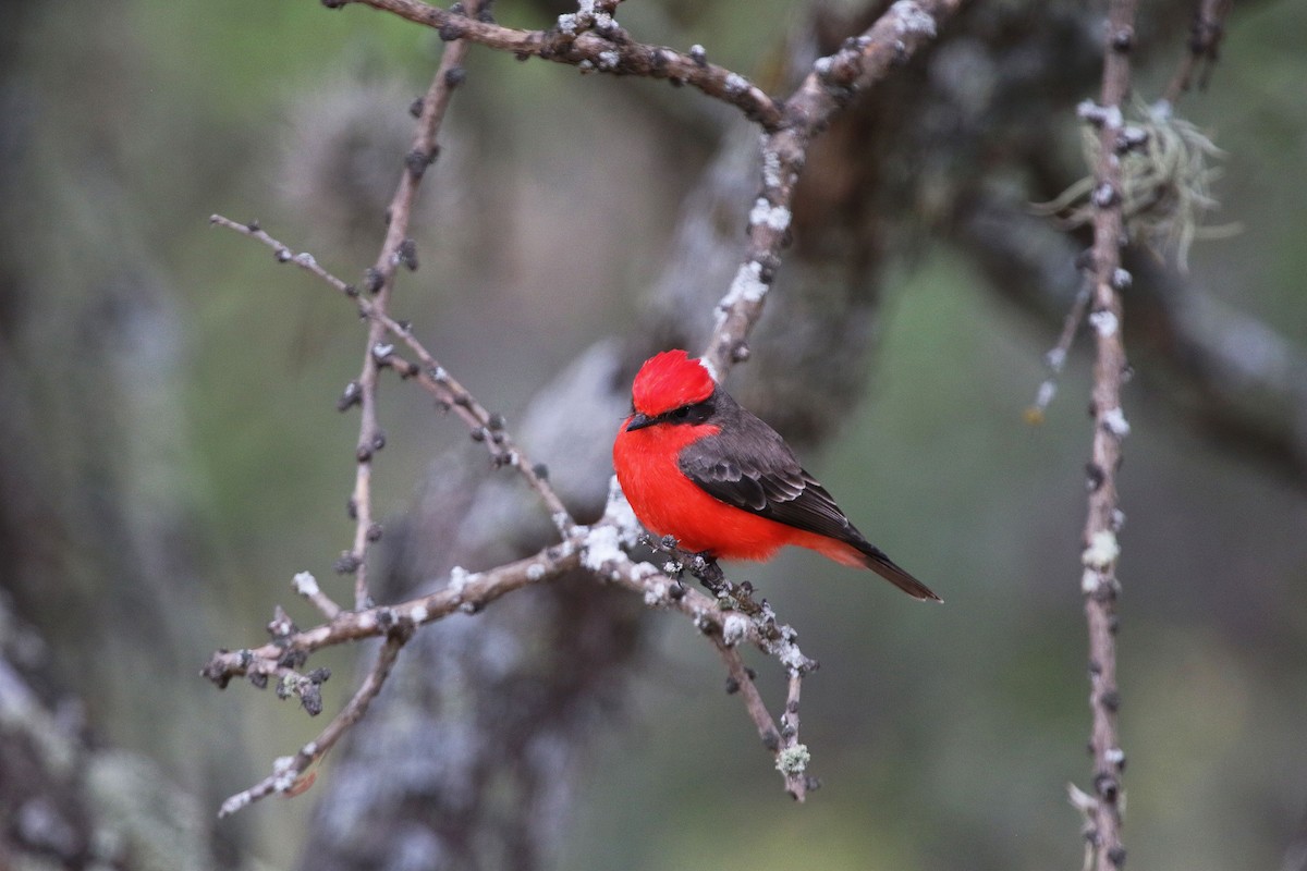 Vermilion Flycatcher - ML647227710