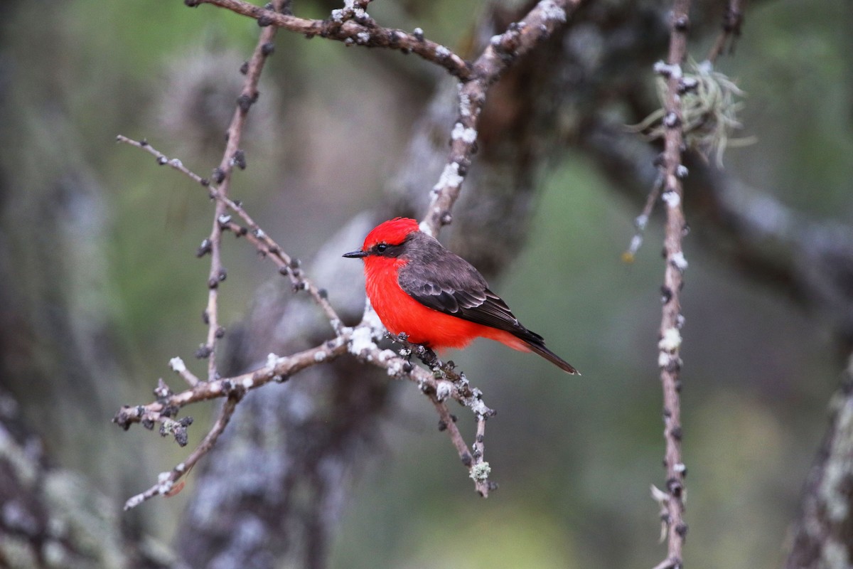 Vermilion Flycatcher - ML647227711