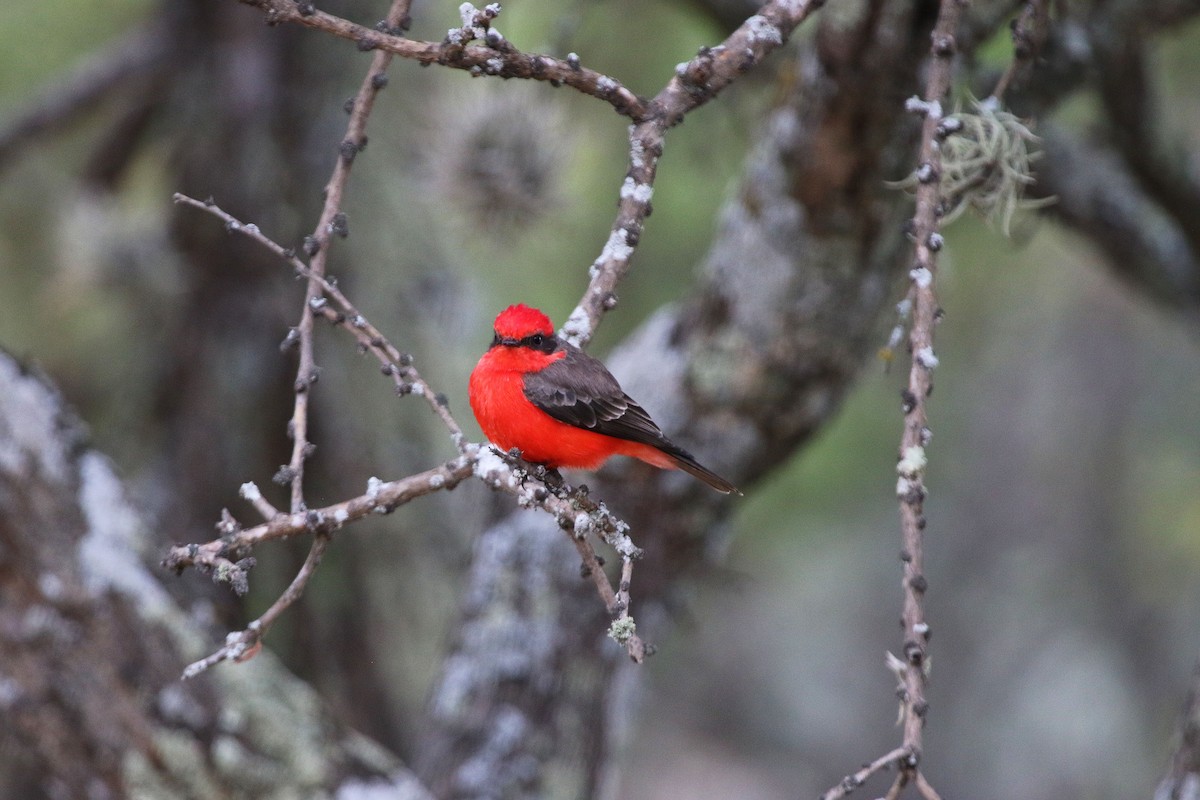 Vermilion Flycatcher - ML647227712
