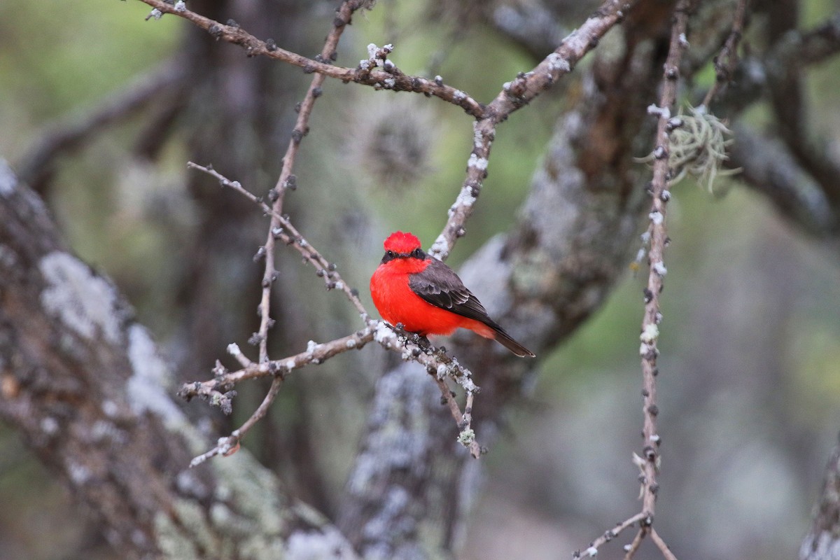 Vermilion Flycatcher - ML647227713