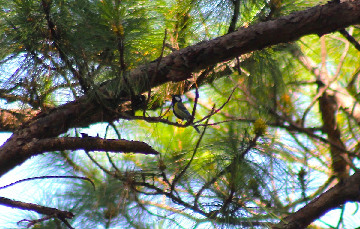 Green-backed Tit - ML647227718