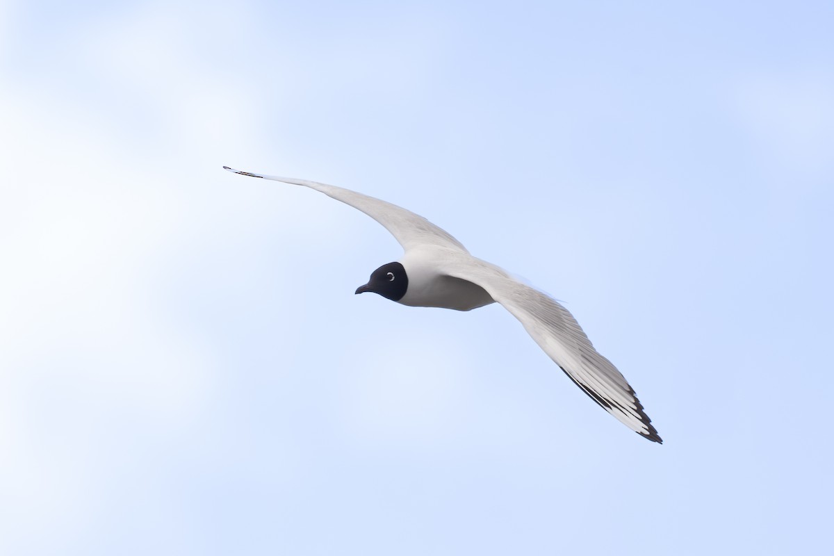 Andean Gull - ML647227719