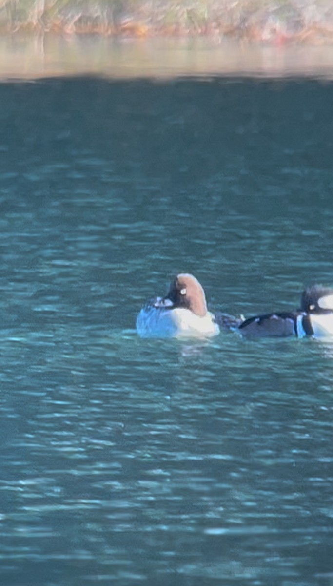 Schellente - ML647227724