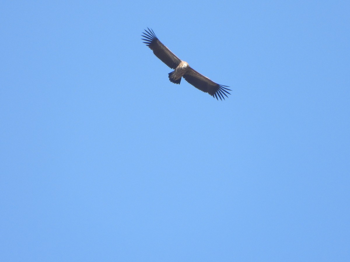 Eurasian Griffon - ML647227728