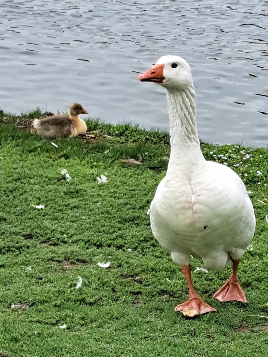 Graylag Goose (Domestic type) - ML647227738