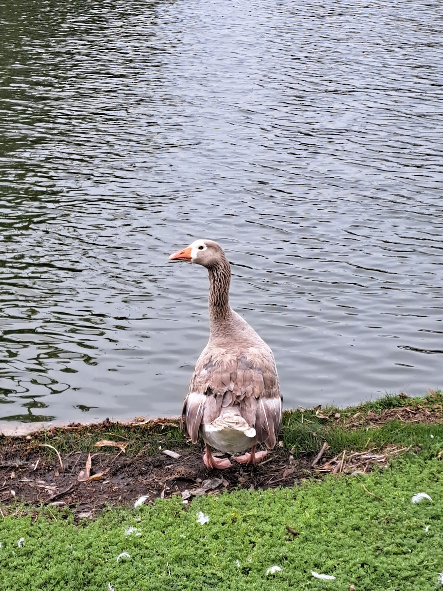 Graylag Goose (Domestic type) - ML647227739