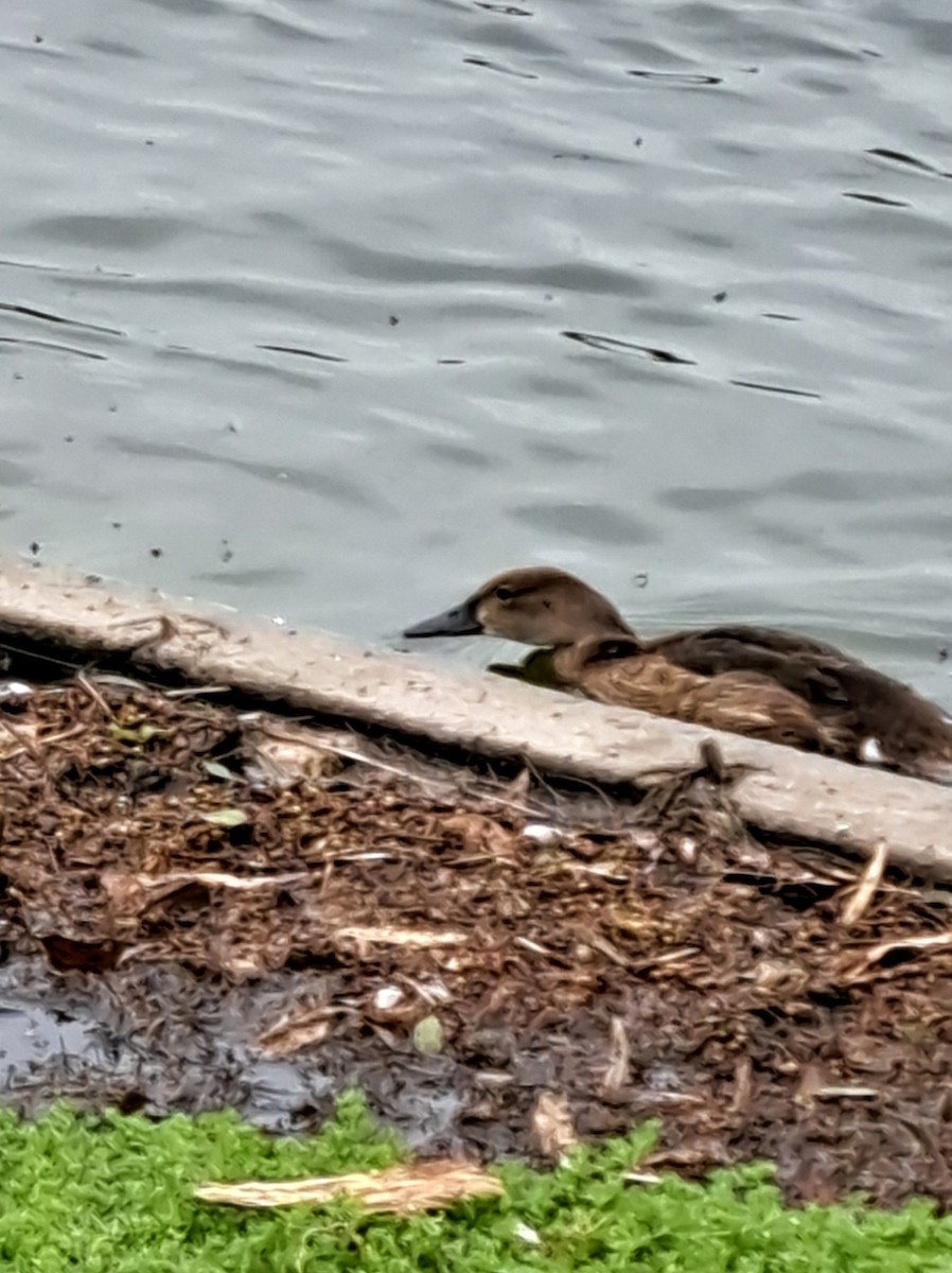 Black-headed Duck - ML647227746