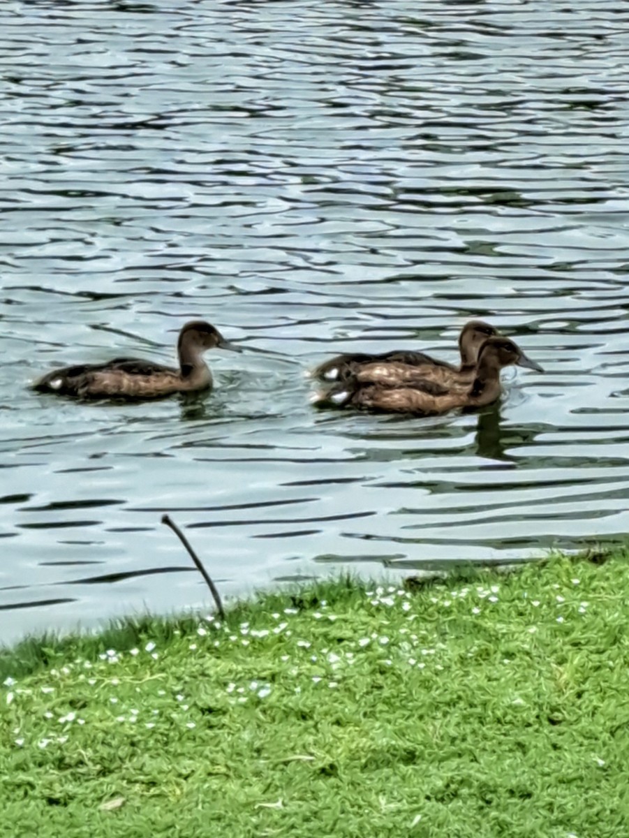 Black-headed Duck - ML647227747