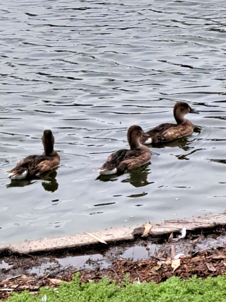 Black-headed Duck - ML647227748