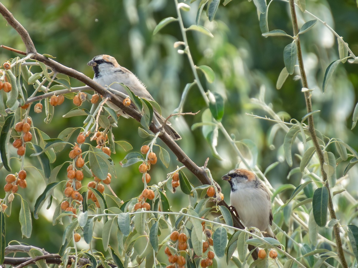ノウメンスズメ - ML647227751