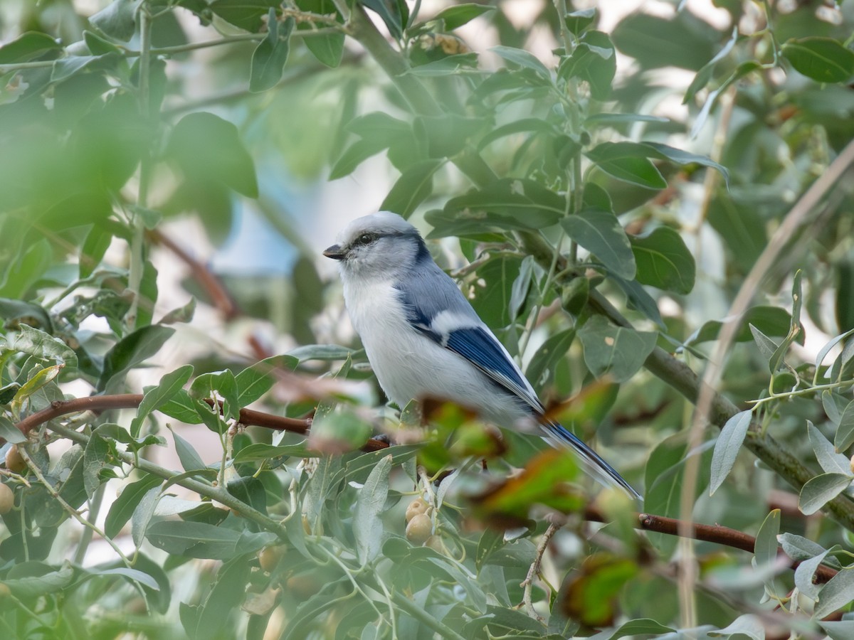 ルリガラ - ML647227752