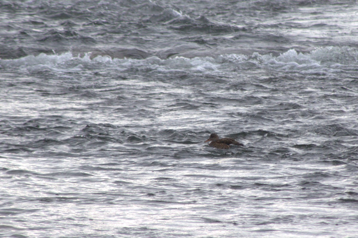 Gadwall - ML647227755