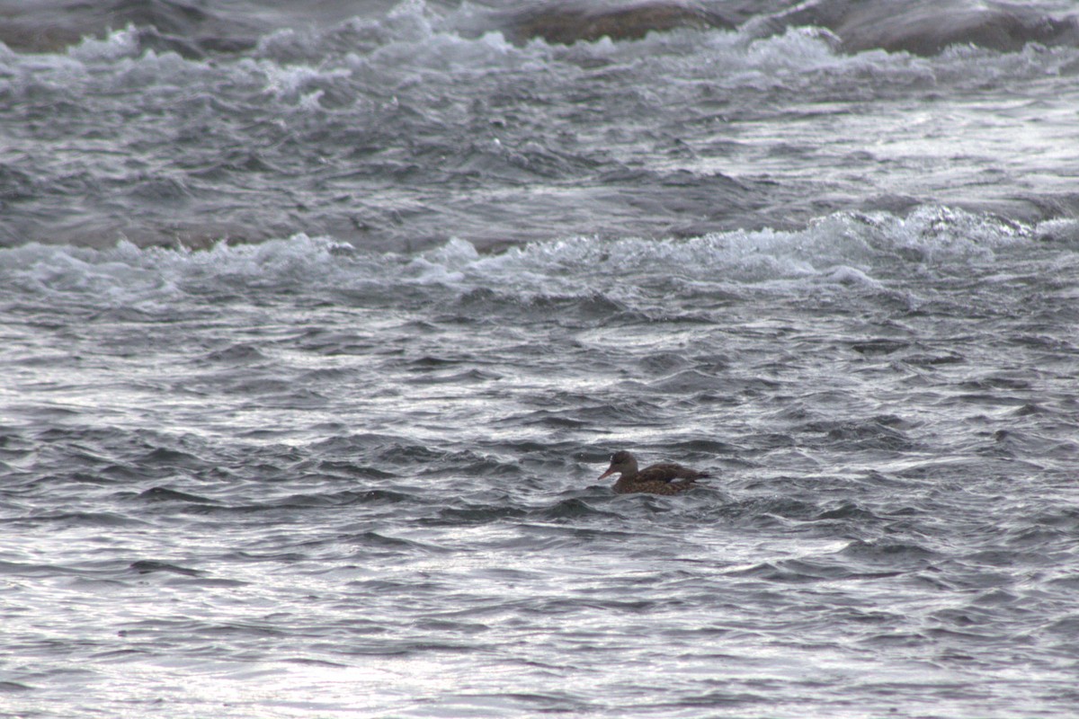 Gadwall - ML647227756