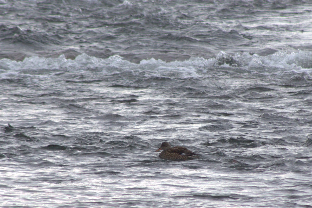 Gadwall - ML647227757