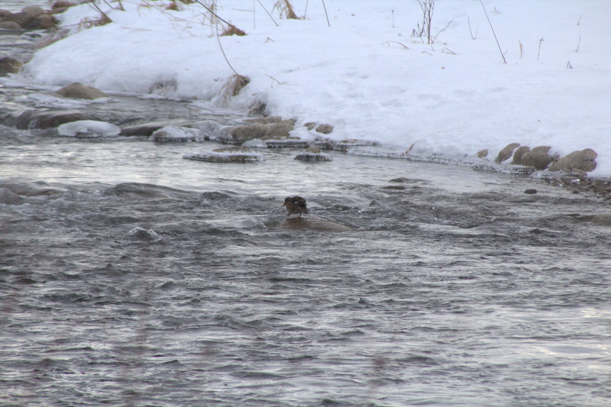 Gadwall - ML647227758
