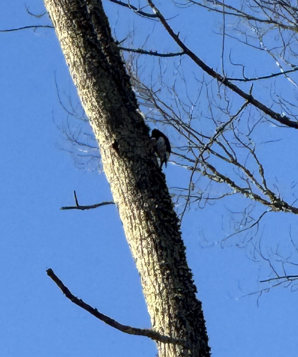 Red-headed Woodpecker - ML647227761