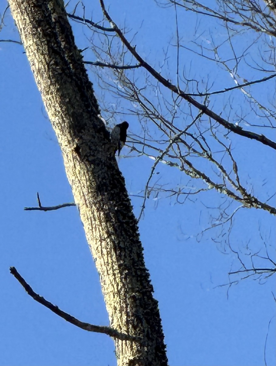 Red-headed Woodpecker - ML647227762