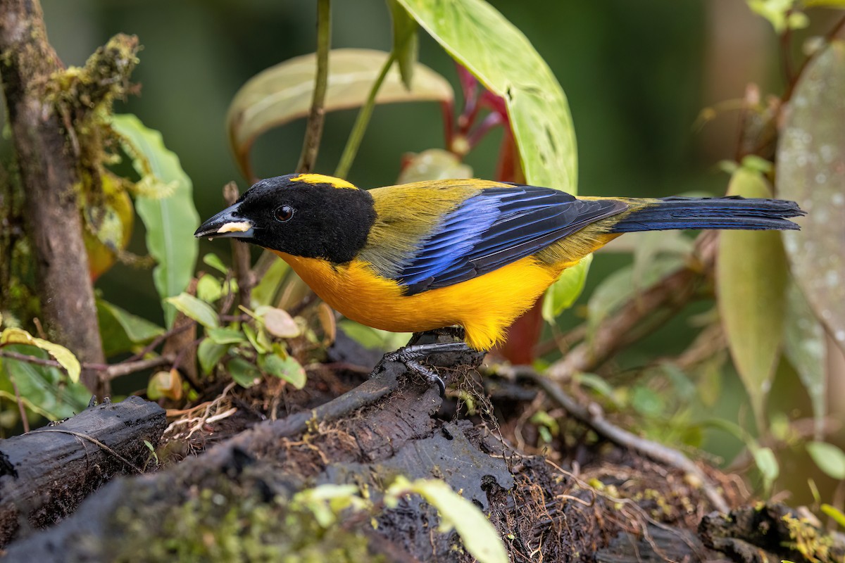 Tangara Barbinegra - ML647227763