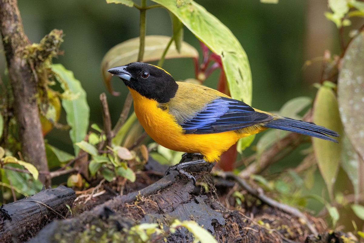 Tangara Barbinegra - ML647227764