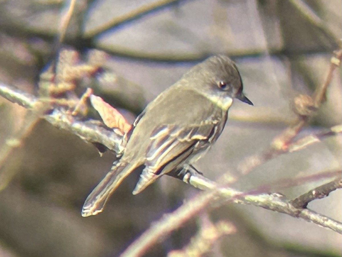 Eastern Phoebe - ML647227766