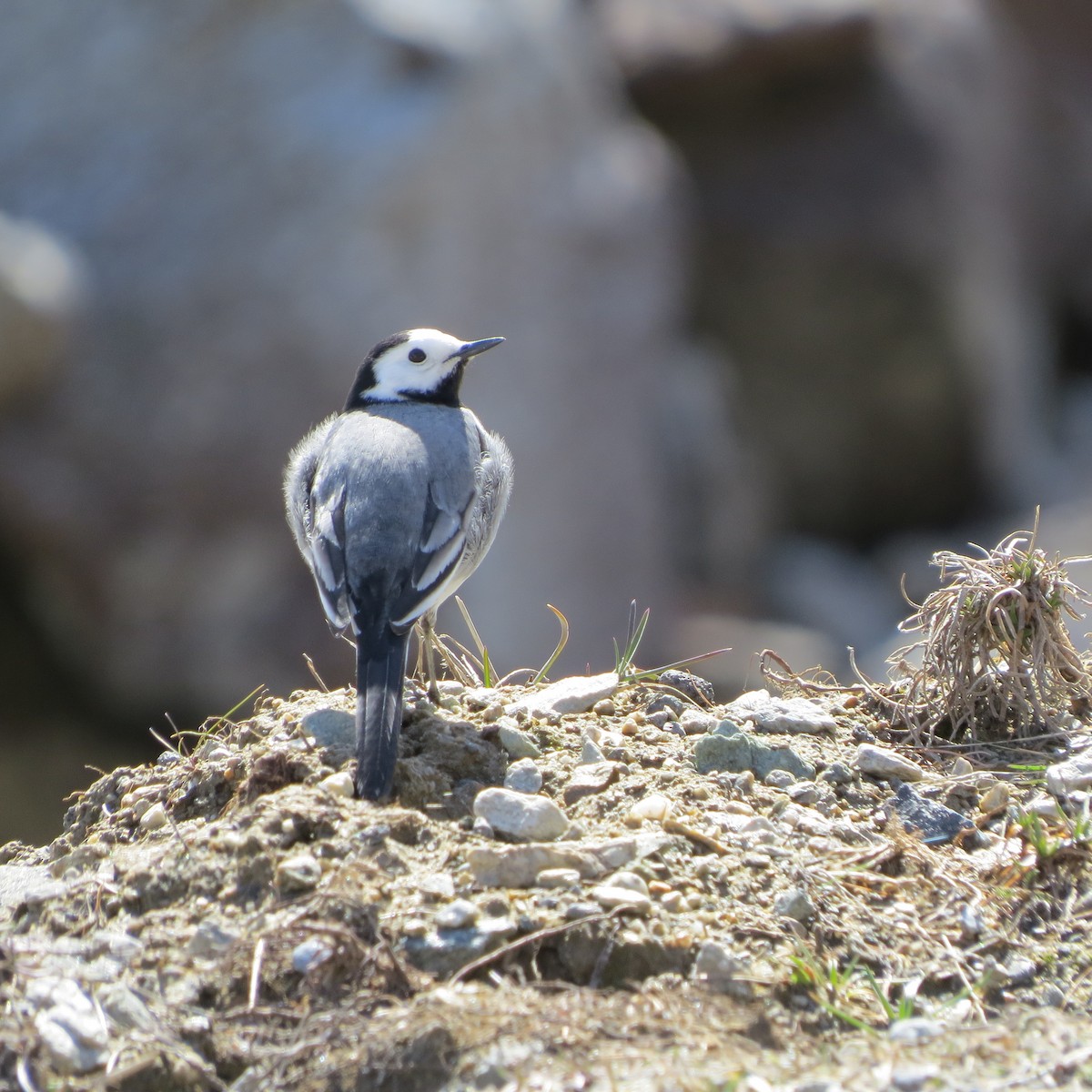 White Wagtail - ML647227768