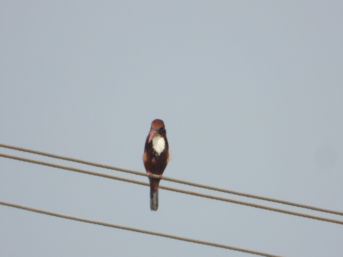 White-throated Kingfisher - ML647227769