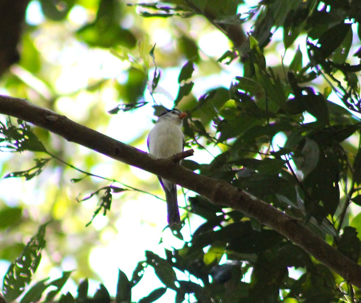 Black-headed Parrotbill - ML647227770
