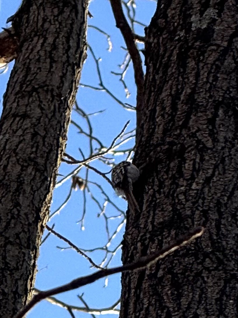 Brown Creeper - ML647227771