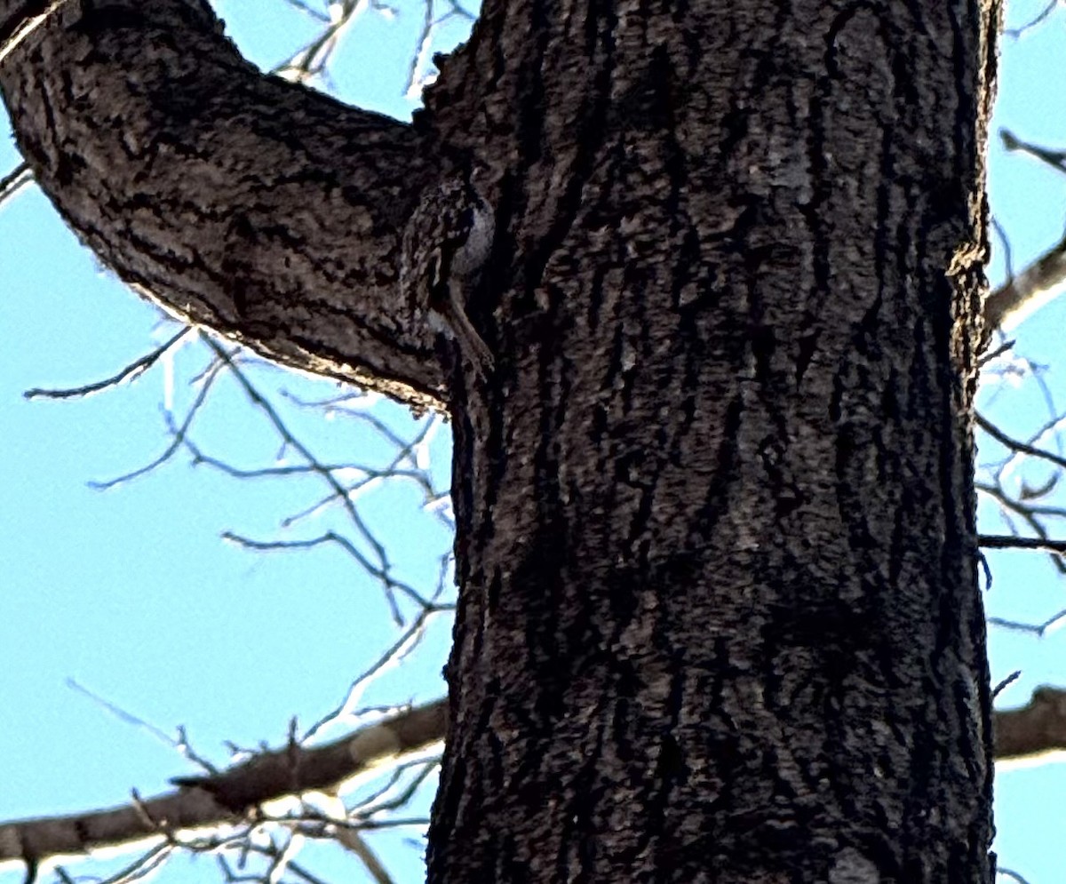 Brown Creeper - ML647227772