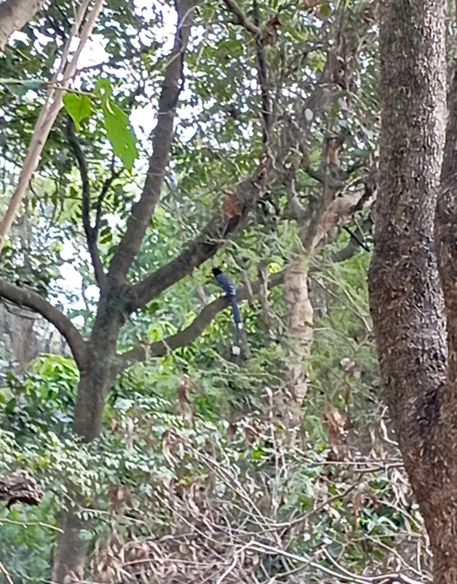 Red-billed Blue-Magpie - ML647227775