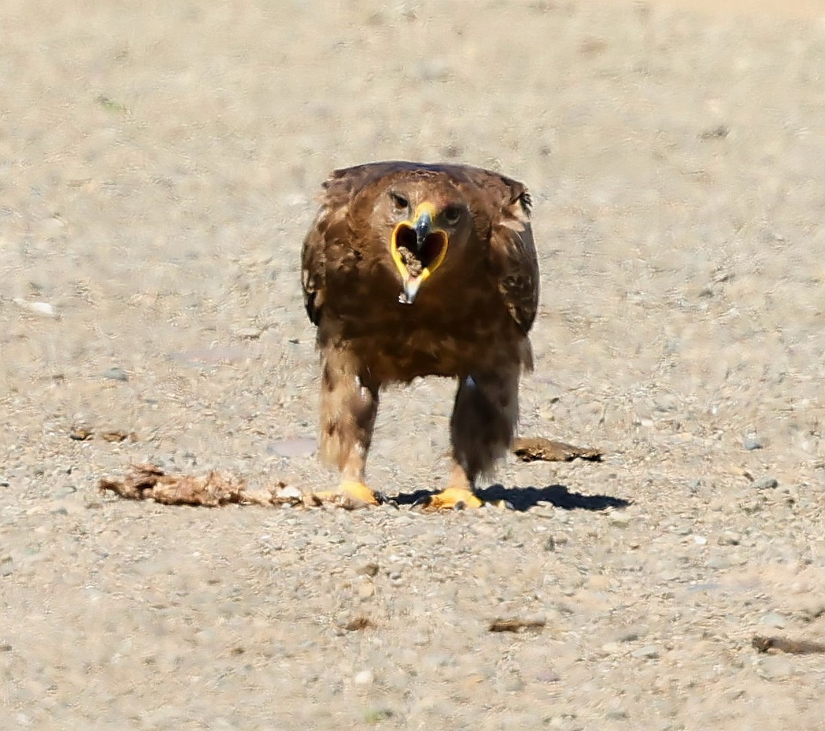 Steppe Eagle - ML647227778