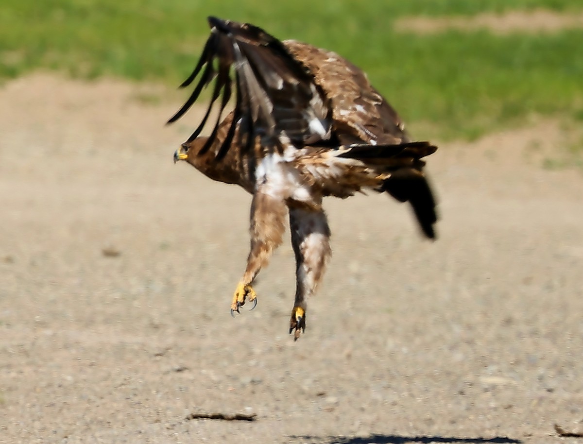 Steppe Eagle - ML647227779