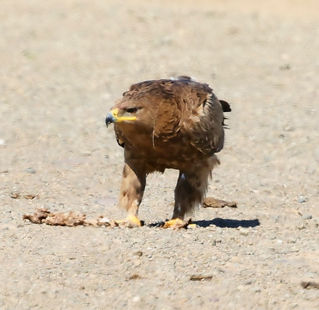 Steppe Eagle - ML647227780