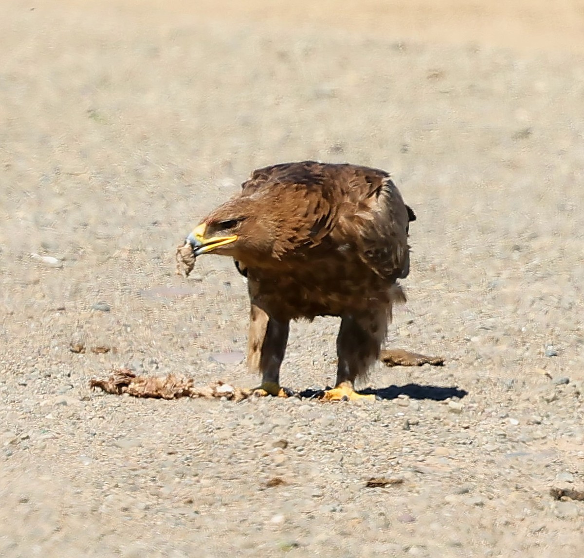 Steppe Eagle - ML647227781