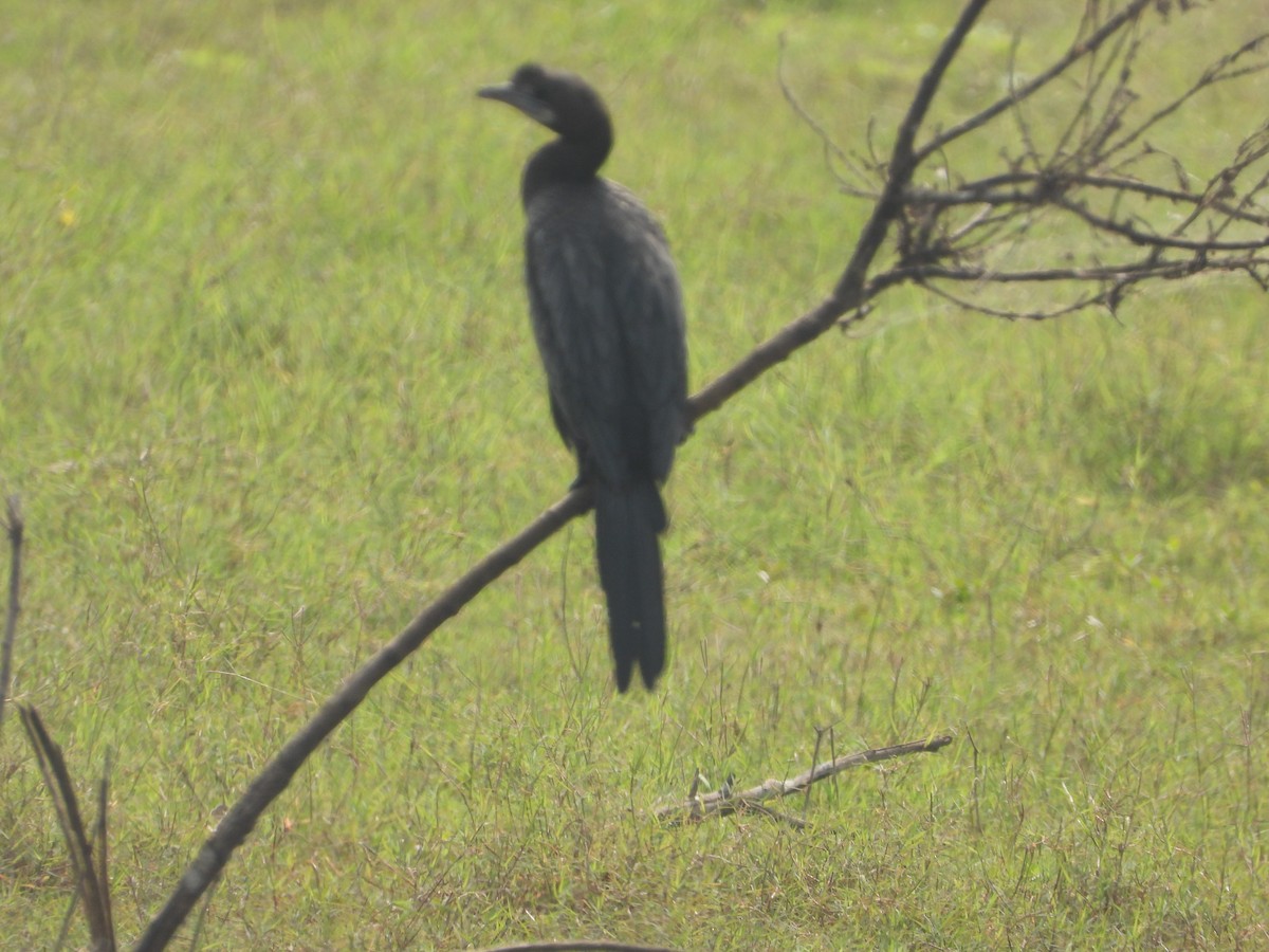 Little Cormorant - ML647227784