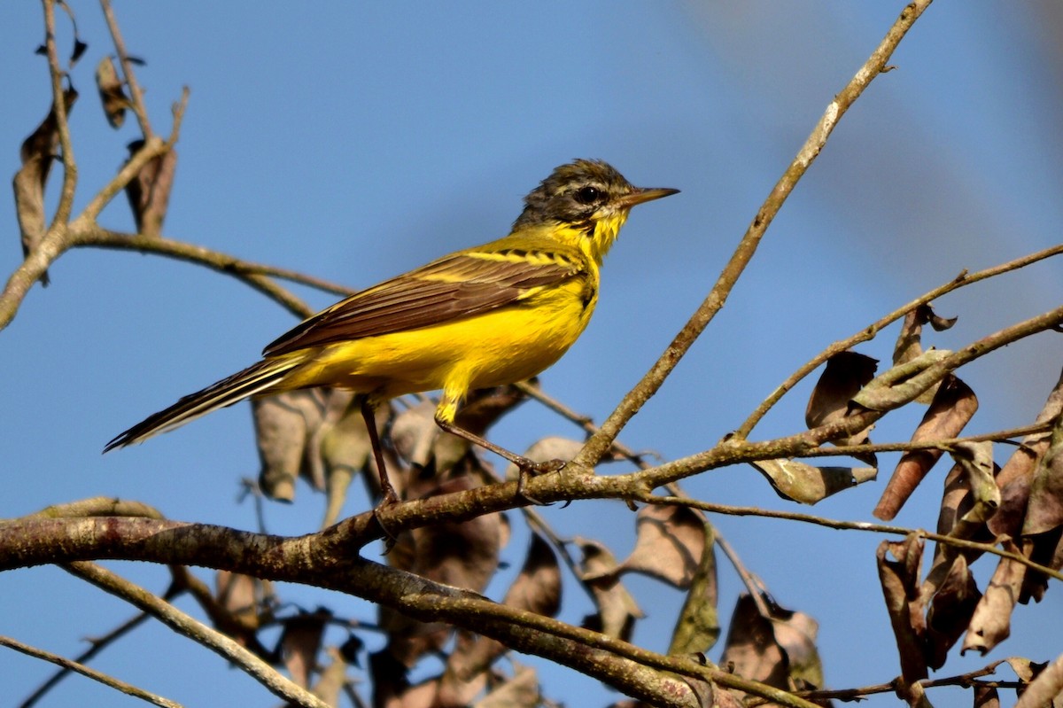 Western Yellow Wagtail - ML647227786