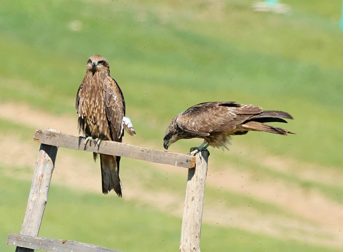 Black Kite (Black-eared) - ML647227787