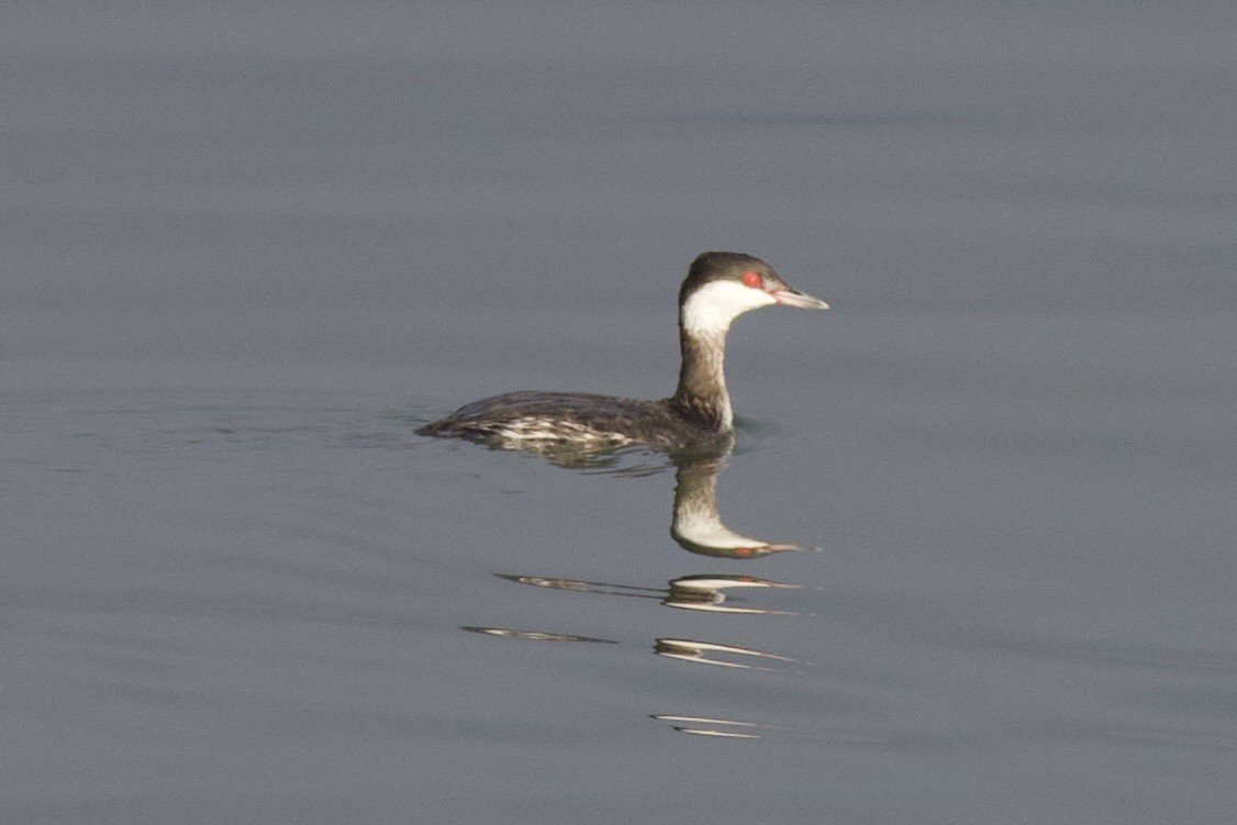 Horned Grebe - ML647227789