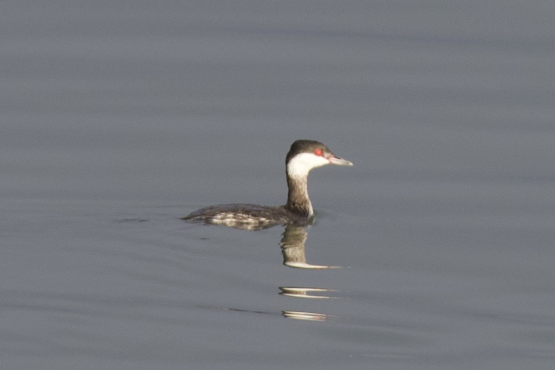 Horned Grebe - ML647227790