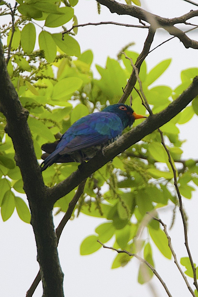 Asian Emerald Cuckoo - ML647227793