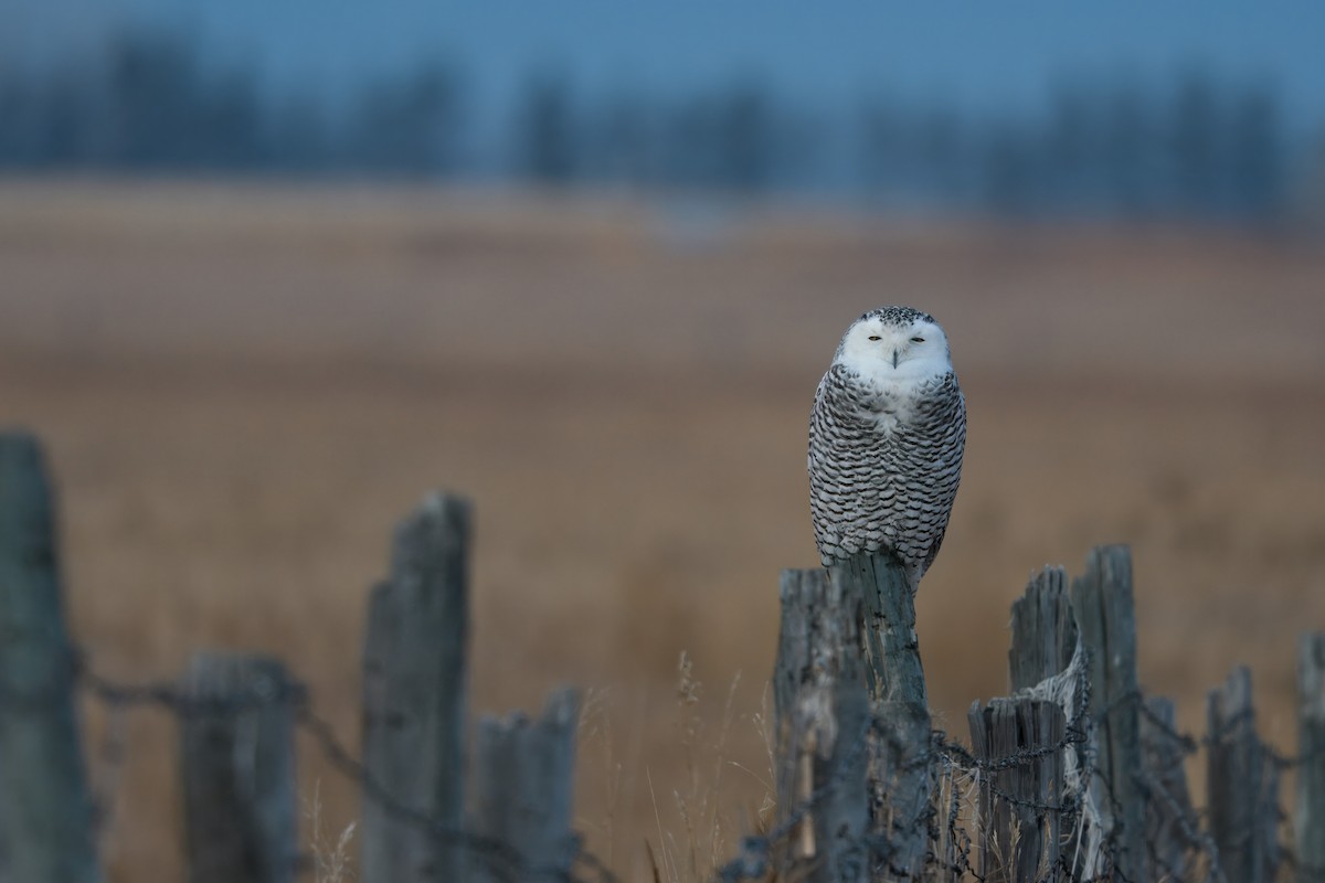 Snowy Owl - ML647227794